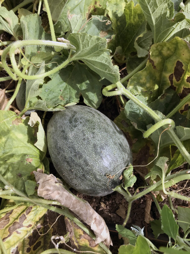 CRBA - Essai melons pde plein champ - Variété "Brodé de poche"