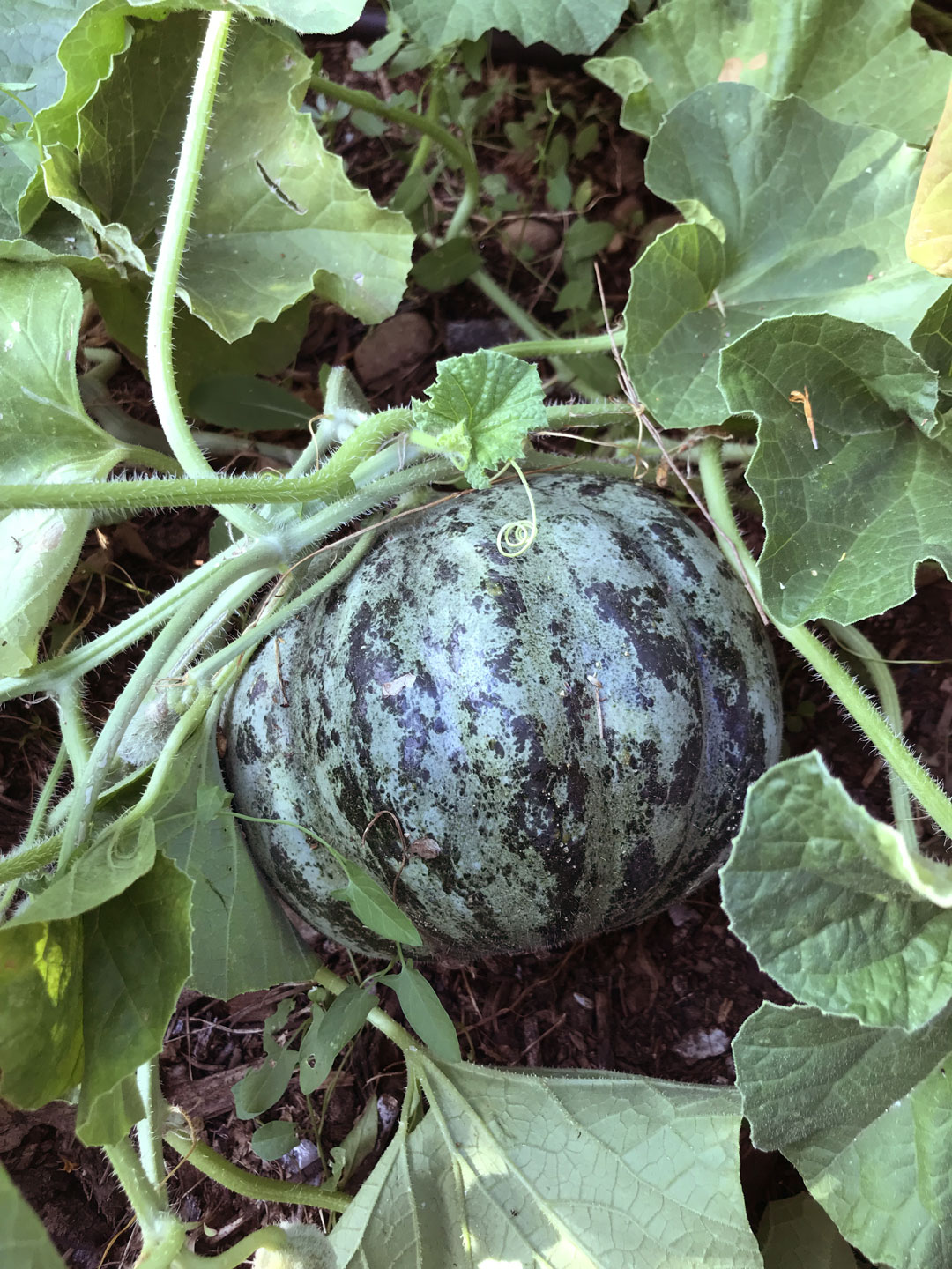 CRBA - Essai melons pde plein champ - Variété "De Bresse"