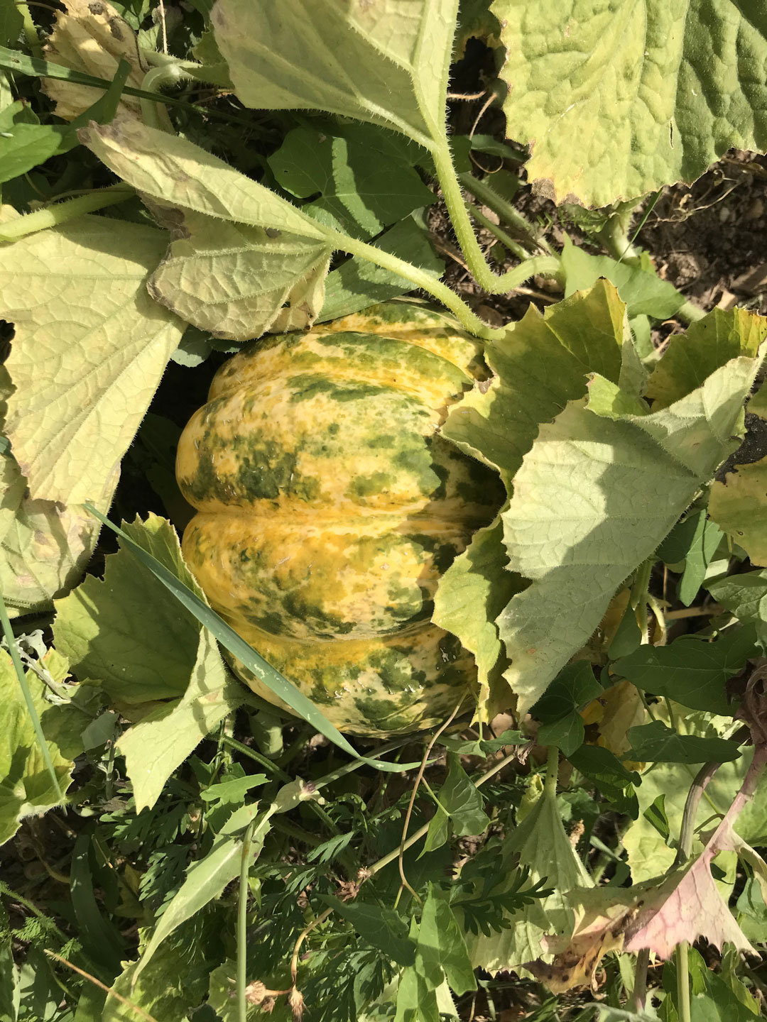 CRBA - Essai melons pde plein champ - Variété "Délice de la table"