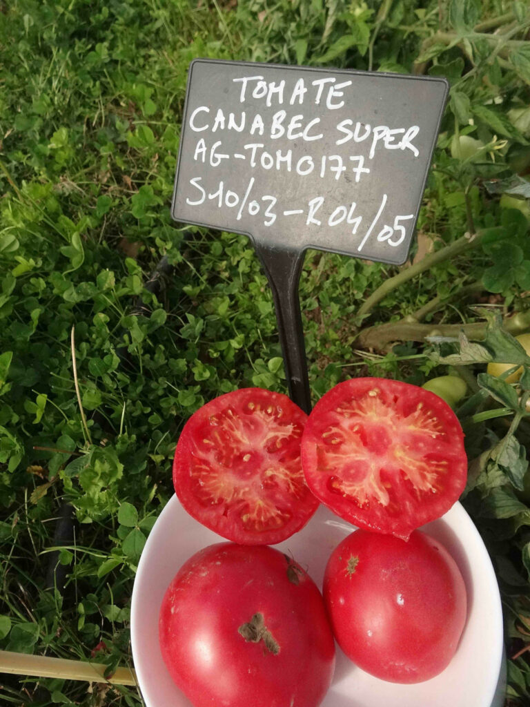 CRBA - Essai de tomates de plein champ - Variété "Canabec Super"