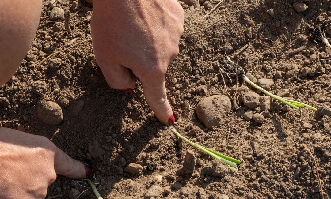 Cultiver l'avenir, nous soutenir face aux défis climatiques, écologiques et alimentaire de demain.